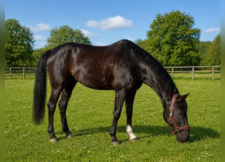 Westfale, Wallach, 11 Jahre, 170 cm, Rappe