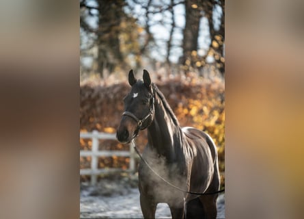 Westfale, Wallach, 11 Jahre, 172 cm, Brauner