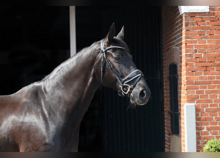 Westfale, Wallach, 11 Jahre, 172 cm, Rappe