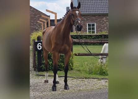Westfale, Wallach, 11 Jahre, 176 cm, Brauner
