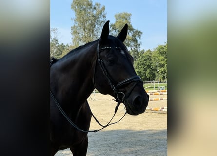 Westfale, Wallach, 11 Jahre, 183 cm, Dunkelbrauner