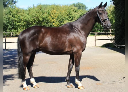 Westfale, Wallach, 12 Jahre, 167 cm, Dunkelbrauner