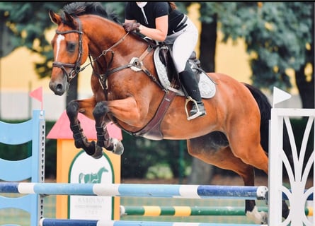 Westfale, Wallach, 12 Jahre, 170 cm, Brauner
