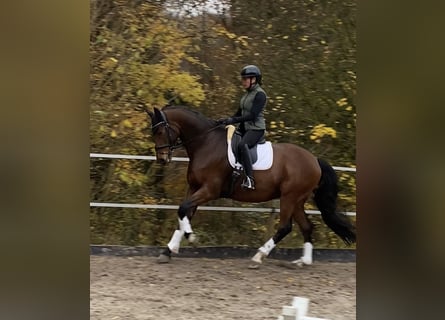 Westfale, Wallach, 12 Jahre, 171 cm, Brauner