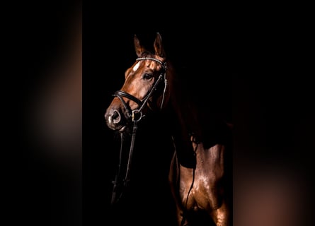 Westfale, Wallach, 12 Jahre, 174 cm, Dunkelbrauner