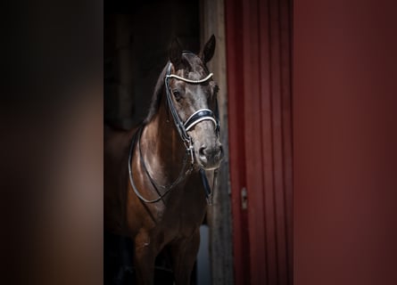 Westfale, Wallach, 13 Jahre, 165 cm, Rappe