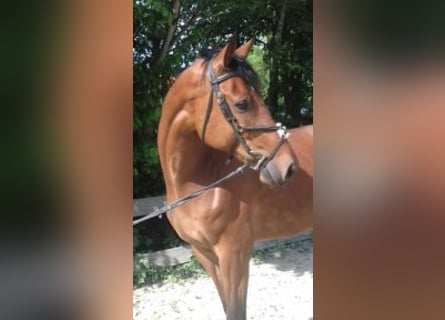 Westfale, Wallach, 13 Jahre, 172 cm, Brauner