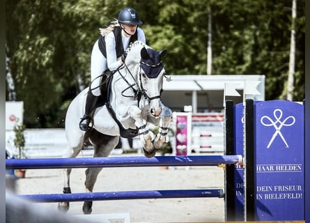 Westfale, Wallach, 13 Jahre, 175 cm, Schimmel