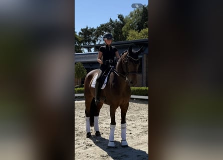 Westfale, Wallach, 13 Jahre, 178 cm, Brauner