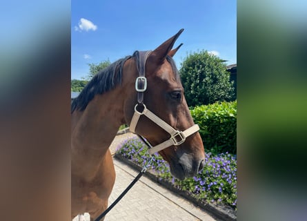 Westfale, Wallach, 14 Jahre, 164 cm, Brauner