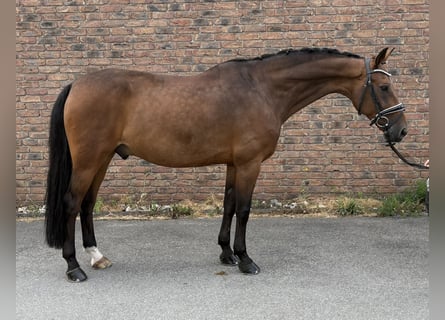 Westfale, Wallach, 14 Jahre, 164 cm, Dunkelbrauner