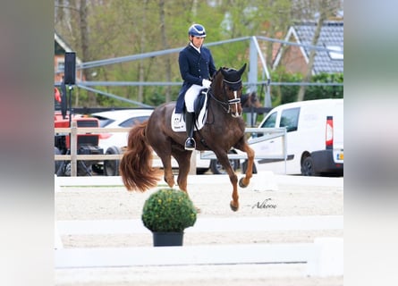 Westfale, Wallach, 15 Jahre, 165 cm, Dunkelfuchs