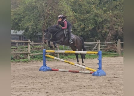 Westfale, Wallach, 15 Jahre, 170 cm, Schwarzbrauner