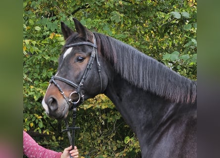 Westfale, Wallach, 15 Jahre, 170 cm, Schwarzbrauner