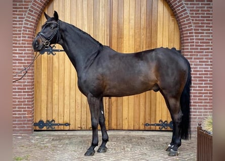 Westfale, Wallach, 15 Jahre, 172 cm, Dunkelbrauner