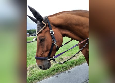 Westfale, Wallach, 15 Jahre, 174 cm, Fuchs