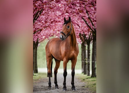 Westfale, Wallach, 15 Jahre, 175 cm, Brauner