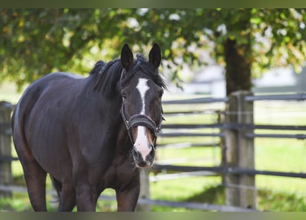 Westfale, Wallach, 15 Jahre, 180 cm, Dunkelbrauner