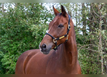 Westfale, Wallach, 16 Jahre, 168 cm, Brauner