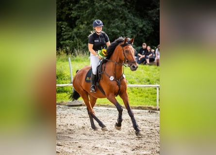 Westfale, Wallach, 16 Jahre, 176 cm, Brauner
