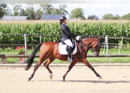 Westfale, Wallach, 17 Jahre, 148 cm, Brauner