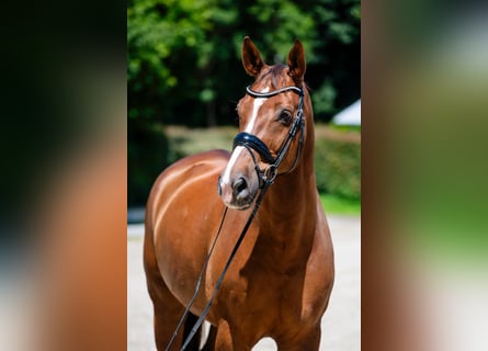 Westfale, Wallach, 17 Jahre, 180 cm, Dunkelfuchs