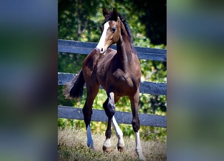 Westfale, Wallach, 1 Jahr, 168 cm, Dunkelbrauner