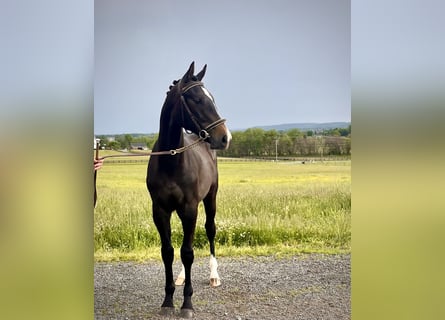 Westfale, Wallach, 1 Jahr, 168 cm, Schimmel