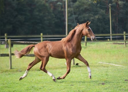 Westfale, Wallach, 1 Jahr, Fuchs