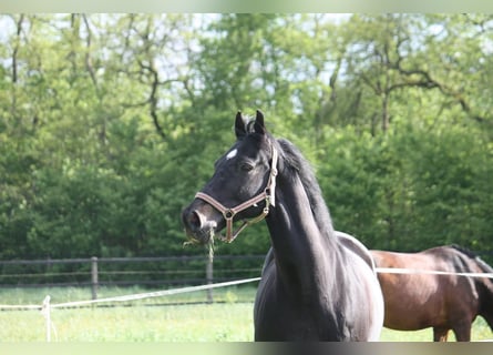 Westfale, Wallach, 21 Jahre, 167 cm, Dunkelbrauner