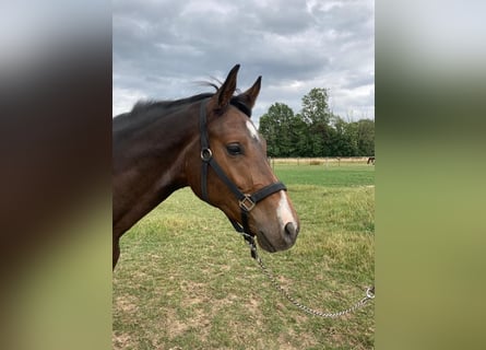 Westfale, Wallach, 2 Jahre, 161 cm, Dunkelbrauner