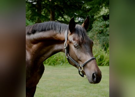 Westfale, Wallach, 2 Jahre, 165 cm, Brauner