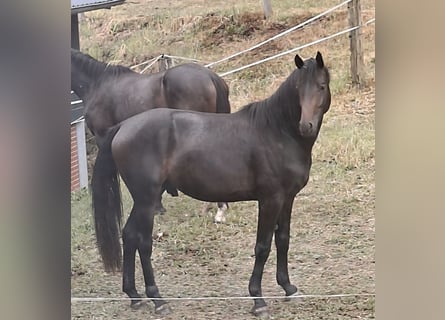 Westfale, Wallach, 2 Jahre, 165 cm, Dunkelbrauner