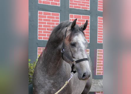 Westfale, Wallach, 2 Jahre, 166 cm, Schimmel