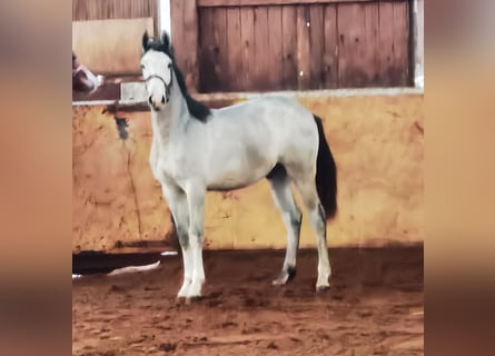 Westfale, Wallach, 2 Jahre, 167 cm, Schimmel