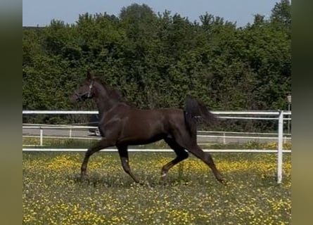 Westfale, Wallach, 2 Jahre, 168 cm, Dunkelfuchs