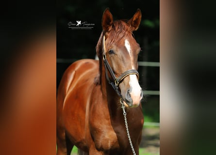 Westfale, Wallach, 2 Jahre, 169 cm, Fuchs