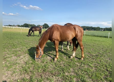 Westfale, Wallach, 3 Jahre, 157 cm, Fuchs