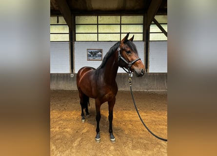 Westfale, Wallach, 3 Jahre, 162 cm, Brauner