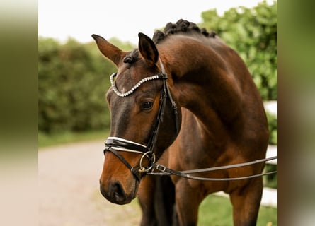 Westfale, Wallach, 3 Jahre, 163 cm, Brauner