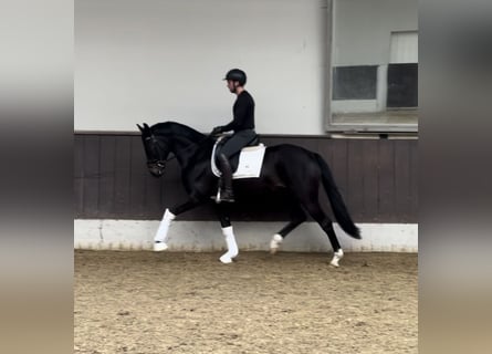 Westfale, Wallach, 3 Jahre, 163 cm, Schwarzbrauner
