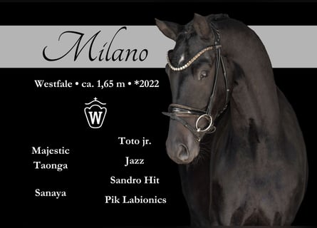 Westfale, Wallach, 3 Jahre, 163 cm, Schwarzbrauner