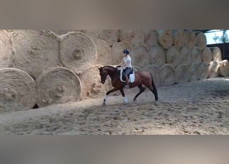 Westfale, Wallach, 3 Jahre, 164 cm, Brauner