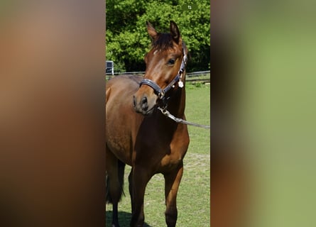 Westfale, Wallach, 3 Jahre, 164 cm, Brauner