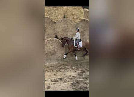 Westfale, Wallach, 3 Jahre, 164 cm, Brauner