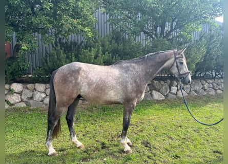 Westfale, Wallach, 3 Jahre, 165 cm, Apfelschimmel