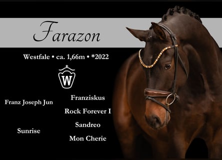 Westfale, Wallach, 3 Jahre, 165 cm, Dunkelbrauner