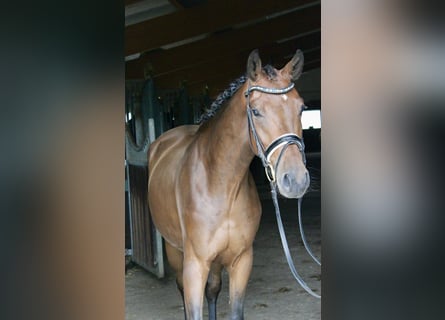Westfale, Wallach, 3 Jahre, 166 cm, Brauner