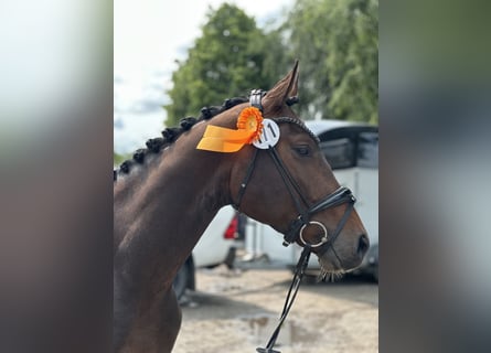 Westfale, Wallach, 3 Jahre, 166 cm, Dunkelbrauner