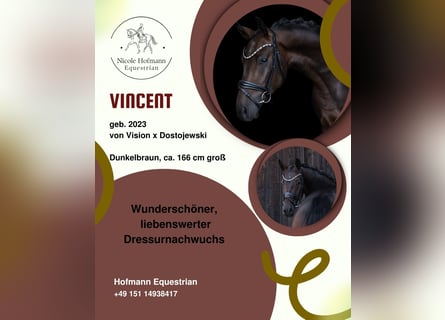 Westfale, Wallach, 3 Jahre, 166 cm, Dunkelbrauner